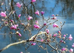 Kwiaty, Magnolia, Gałązki, Woda
