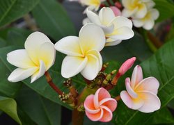 Kwiaty, Plumeria, Pąki, Liście