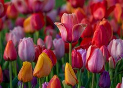 Rozkwitające kolorowe tulipany