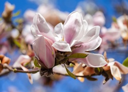 Rozkwitające kwiaty magnolii na gałązce