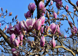 Rozkwitające kwiaty magnolii na gałęziach