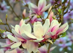 Rozkwitające kwiaty magnolii