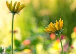 Kwiaty, Żółte, Rudbekia, Roślina