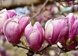 Magnolia, Różowe, Kwiaty, Zbliżenie
