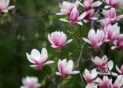 Rozkwitające magnolie