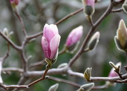 Rozkwitające pąki magnolii na gałązkach