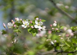 Gałązka, Biało-różowe, Kwiaty, Drzewo owocowe