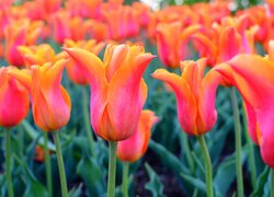 Kwiaty, Pomarańczowe, Tulipany, Pąki
