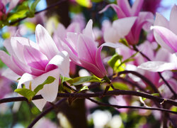 Rozkwitające różowe kwiaty magnolii na gałązkach