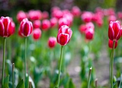 Tulipany, Czerwone, Rozkwitające, Kwiaty