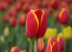 Rozkwitające tulipany na rozmytym tle