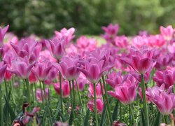 Rozkwitające tulipany różowe