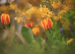Rozkwitające tulipany z liśćmi