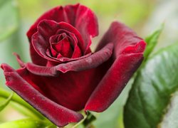 Rozkwitający pąk czerwonej róży