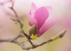 Rozkwitający pąk magnolii