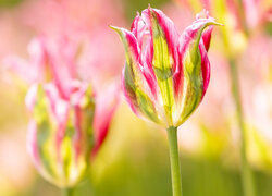 Rozkwitający pąk tulipana