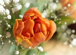 Kwiaty, Pomarańczowy, Tulipan
