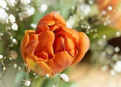 Rozkwitający pomarańczowy tulipan
