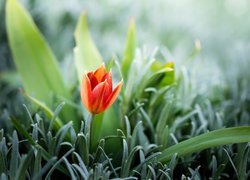 Kwiaty, Tulipan, Liście, Rozmycie