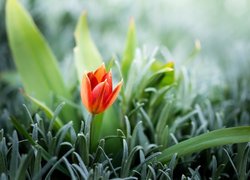 Rozkwitający tulipan w trawie