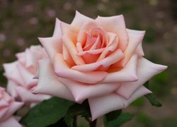 Rozkwitnięta jasnoróżowa róża