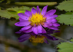 Rozkwitnięta lilia na wodzie