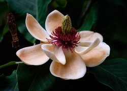 Rozkwitnięta, Magnolia, Kwiat, Liście