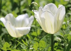 Kwiaty, Dwa, Tulipany, Białe