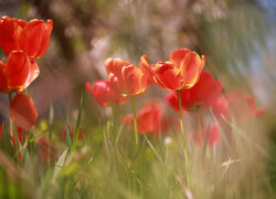 Rozkwitnięte czerwone tulipany w rozmyciu