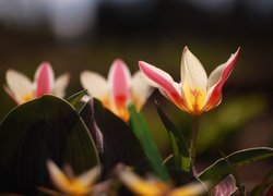 Rozkwitnięte dwukolorowe tulipany