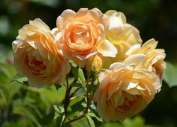 Rozkwitnięte herbaciane róże