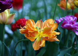 Rozkwitnięte kolorowe tulipany