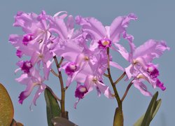 Rozkwitnięte kwiaty różowej orchidei
