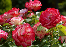 Rozkwitnięte kwiaty róży w słonecznym blasku