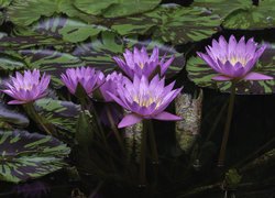 Rozkwitnięte lilie wodne
