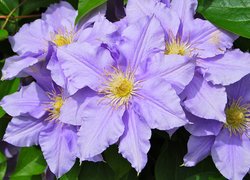 Kwiaty, Clematis, Powojniki, Listki