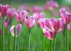 Rozkwitnięte różowe tulipany w słońcu