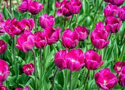 Rozkwitnięte różowe tulipany