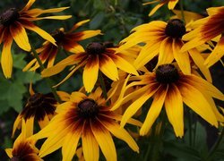 Kwiaty, Rudbekia dwubarwna