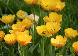 Kwiaty, Żółte, Tulipany, Zbliżenie
