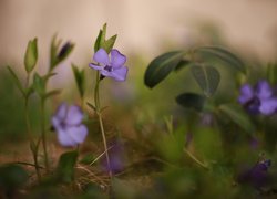 Rozkwitnięty barwinek fioletowy