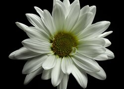 Rozkwitnięty biały kwiat na czarnym tle