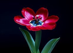 Rozkwitnięty czerwony tulipan