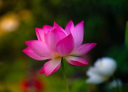 Rozkwitnięty różowy kwiat lotosu