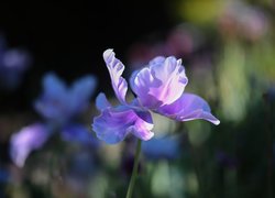 Różowo-fioletowy, Tulipan, Kwiat