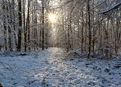 Rozświetlone promieniami słońca ośnieżone drzewa i śnieg w lesie