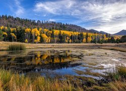 Stany Zjednoczone, Stan Arizona, Hrabstwo Coconino, Wzgórza San Francisco Peaks, Kemping Lockett Meadow, Jesień, Drzewa, Rozlewisko, Trawy