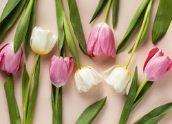Rozłożone białe i różowe tulipany