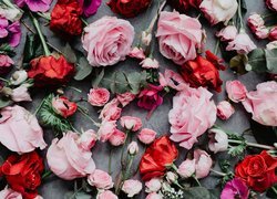 Kwiaty, Kolorowe, Róże, Liście