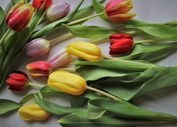 Rozłożone, Kwiaty, Kolorowe, Tulipany